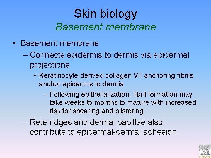 Skin biology Basement membrane • Basement membrane – Connects epidermis to dermis via epidermal