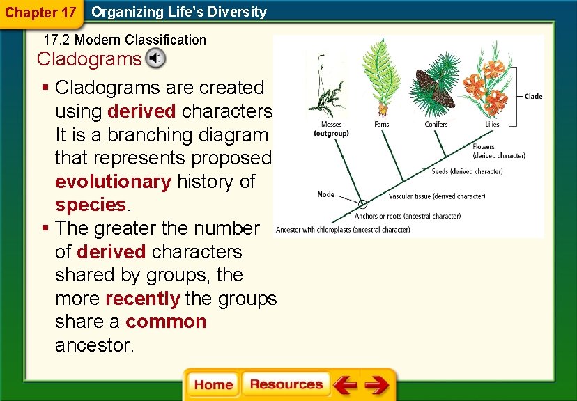 Chapter 17 Organizing Life’s Diversity 17. 2 Modern Classification Cladograms § Cladograms are created