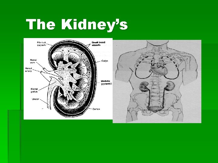 The Kidney’s 