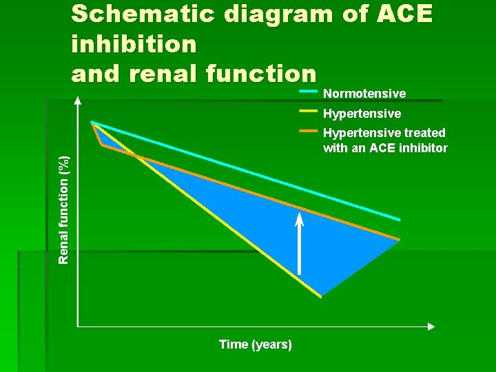 Schematic diagram of ACE inhibition and renal function Normotensive Hypertensive Renal function (%) Hypertensive
