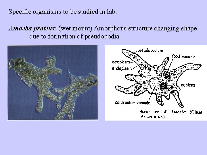 Specific organisms to be studied in lab: Amoeba proteus: (wet mount) Amorphous structure changing