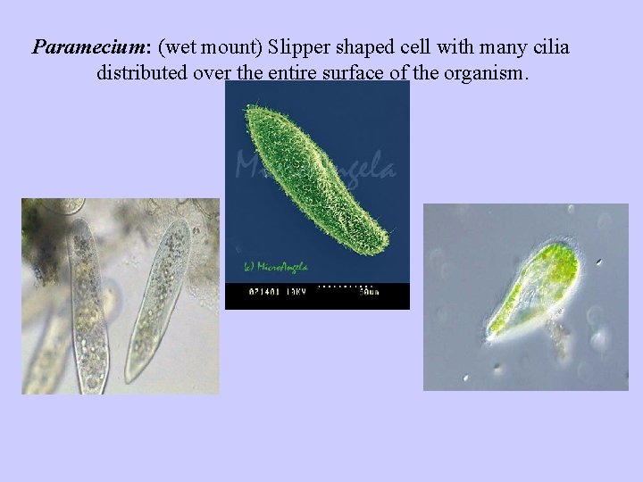 Paramecium: (wet mount) Slipper shaped cell with many cilia distributed over the entire surface