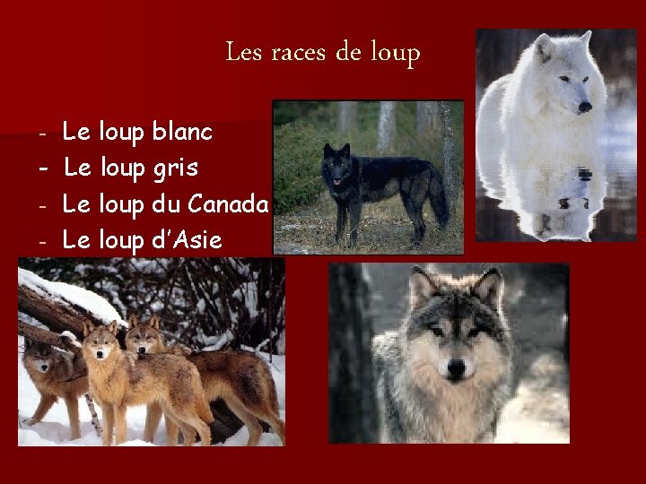 Les races de loup Le loup blanc - Le loup gris - Le loup