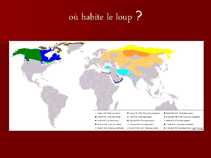 Le loup Loup blanc Loup gris o habite