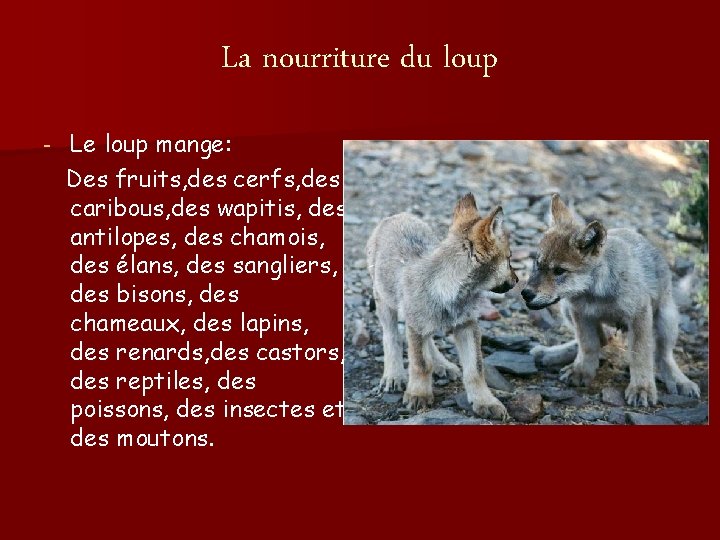 La nourriture du loup - Le loup mange: Des fruits, des cerfs, des caribous,