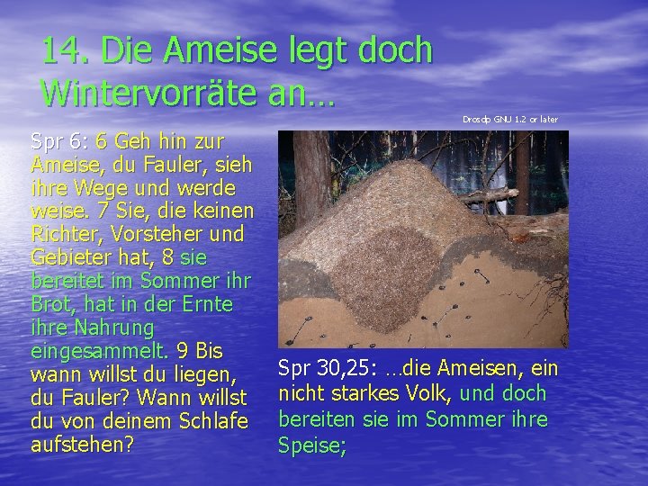 14. Die Ameise legt doch Wintervorräte an… Spr 6: 6 Geh hin zur Ameise,