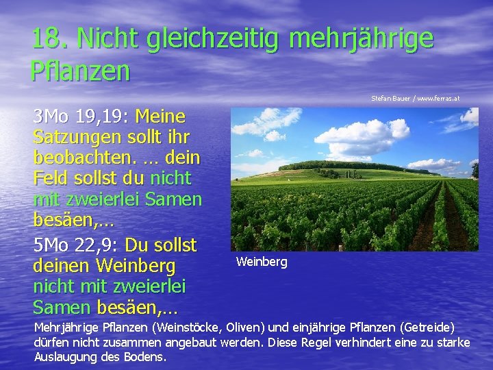 18. Nicht gleichzeitig mehrjährige Pflanzen Stefan Bauer / www. ferras. at 3 Mo 19,