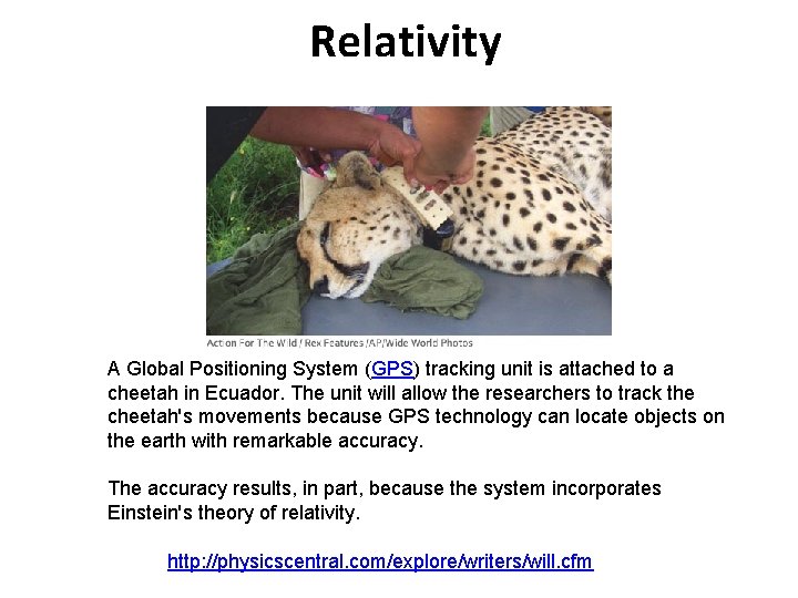 Relativity A Global Positioning System (GPS) tracking unit is attached to a cheetah in