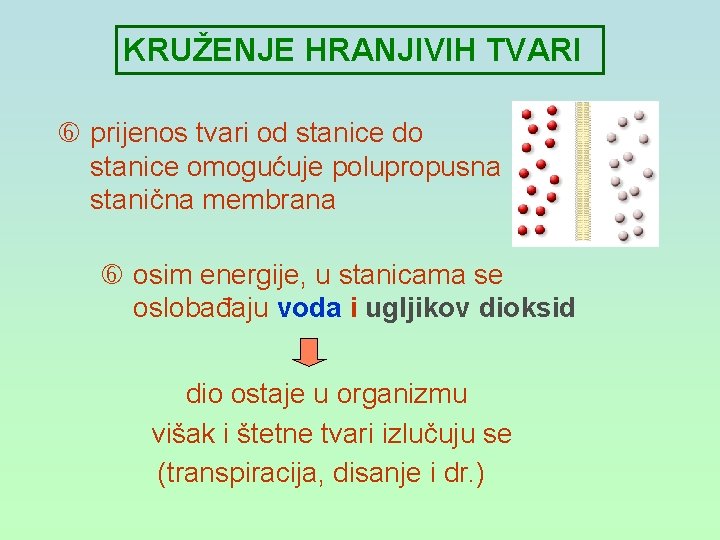 KRUŽENJE HRANJIVIH TVARI prijenos tvari od stanice do stanice omogućuje polupropusna stanična membrana osim