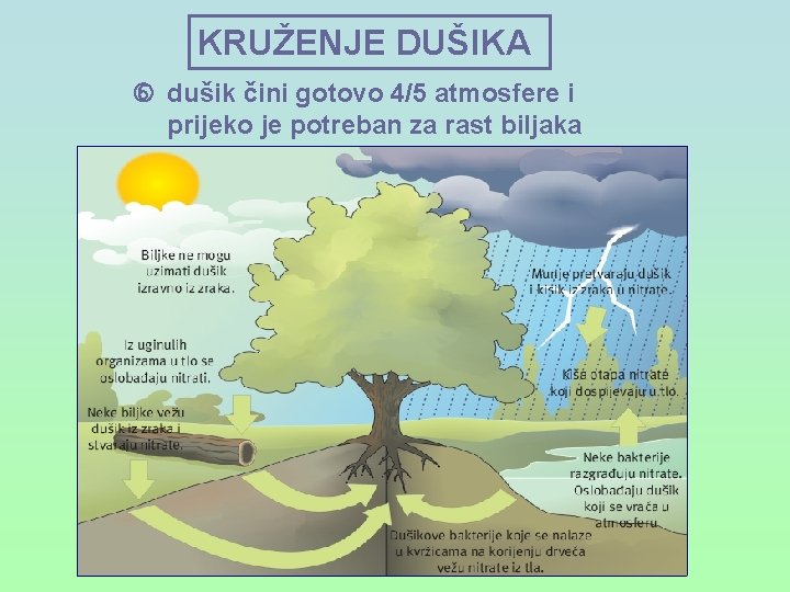 KRUŽENJE DUŠIKA dušik čini gotovo 4/5 atmosfere i prijeko je potreban za rast biljaka