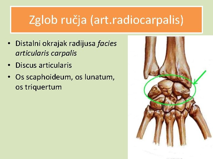 Zglob ručja (art. radiocarpalis) • Distalni okrajak radijusa facies articularis carpalis • Discus articularis