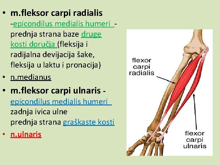  • m. fleksor carpi radialis -epicondilus medialis humeri prednja strana baze druge kosti