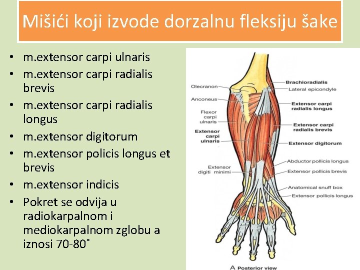 Mišići koji izvode dorzalnu fleksiju šake • m. extensor carpi ulnaris • m. extensor