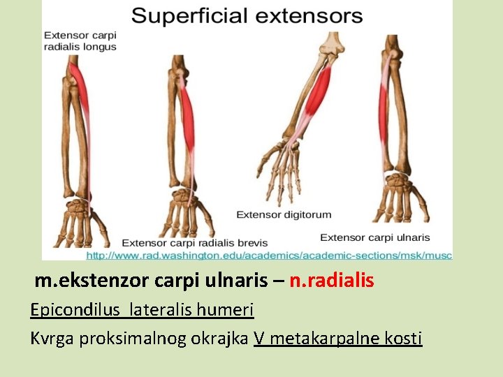 m. ekstenzor carpi ulnaris – n. radialis Epicondilus lateralis humeri Kvrga proksimalnog okrajka V