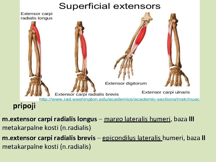 pripoji m. extensor carpi radialis longus – margo lateralis humeri, baza lll metakarpalne kosti