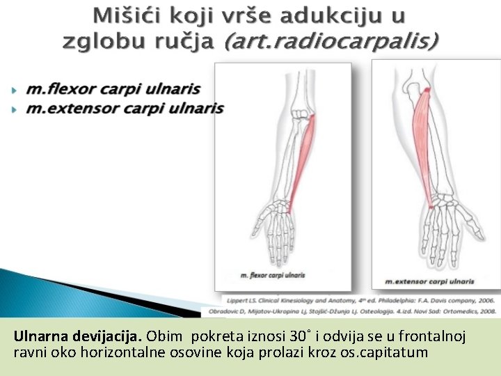 Ulnarna devijacija. Obim pokreta iznosi 30˚ i odvija se u frontalnoj ravni oko horizontalne