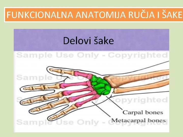 FUNKCIONALNA ANATOMIJA RUČJA I ŠAKE Delovi šake 