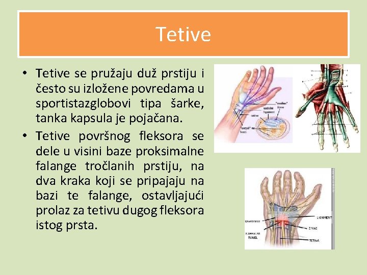 Tetive • Tetive se pružaju duž prstiju i često su izložene povredama u sportistazglobovi