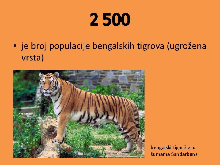 2 500 • je broj populacije bengalskih tigrova (ugrožena vrsta) bengalski tigar živi u