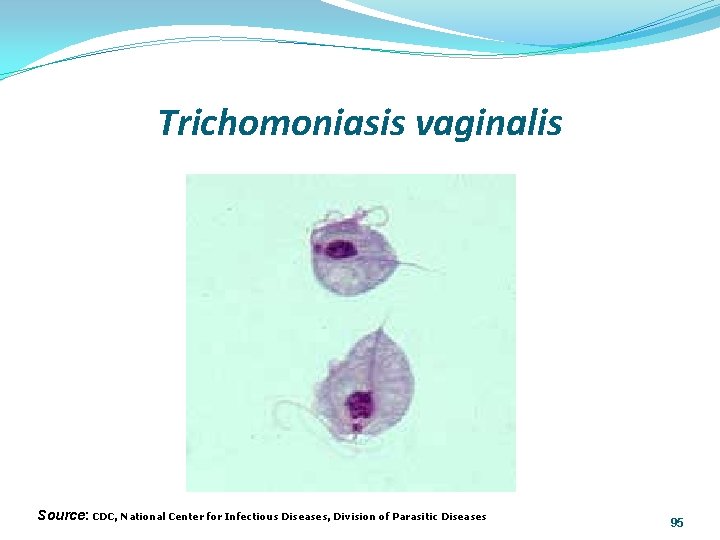 Trichomoniasis vaginalis Source: CDC, National Center for Infectious Diseases, Division of Parasitic Diseases 95