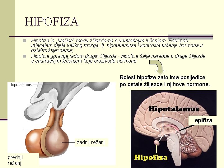 HIPOFIZA Hipofiza je „kraljica“ među žlijezdama s unutrašnjim lučenjem. Radi pod utjecajem dijela velikog