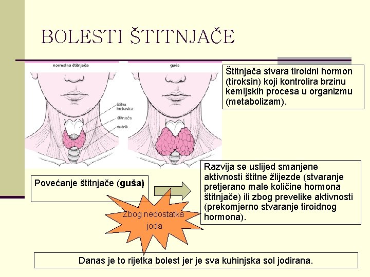 BOLESTI ŠTITNJAČE Štitnjača stvara tiroidni hormon (tiroksin) koji kontrolira brzinu kemijskih procesa u organizmu