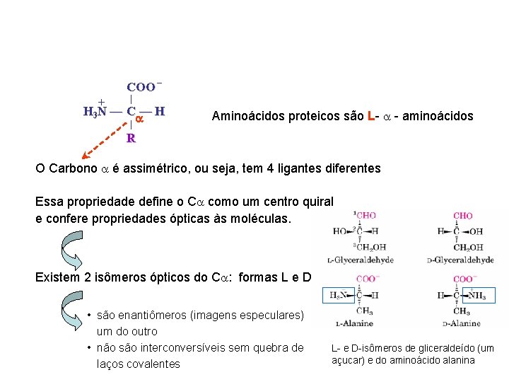 COO + H 3 N — C — H Aminoácidos proteicos são L- a