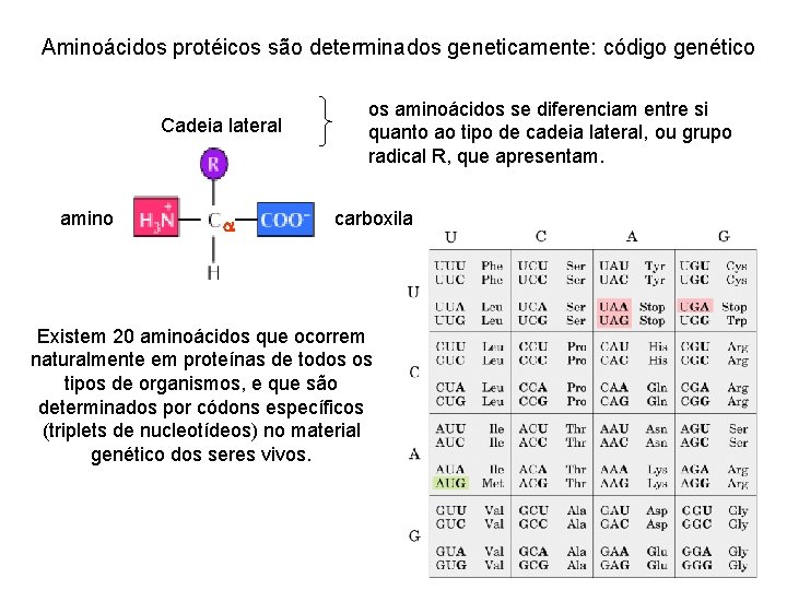 Aminoácidos protéicos são determinados geneticamente: código genético Cadeia lateral amino os aminoácidos se diferenciam
