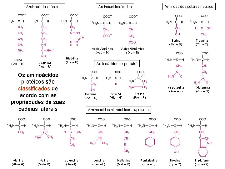 Aminoácidos básicos Ácido Aspártico (Asp – D) Lisina (Lys – K) Histidina (His –