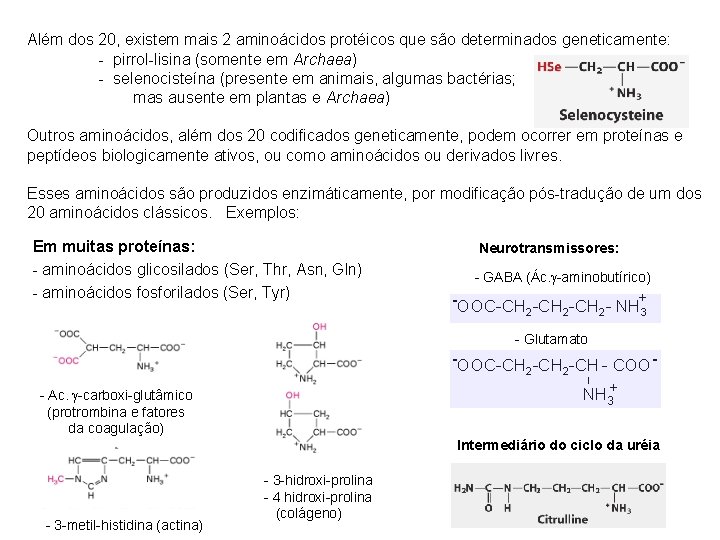 Além dos 20, existem mais 2 aminoácidos protéicos que são determinados geneticamente: - pirrol-lisina
