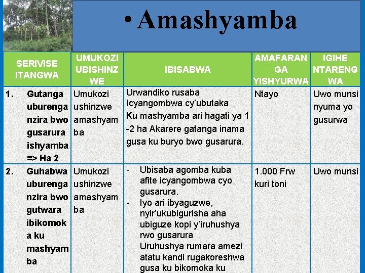  • Amashyamba UMUKOZI UBISHINZ WE Gutanga Umukozi uburenga ushinzwe nzira bwo amashyam gusarura