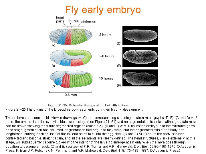 Fly early embryo Figure 21– 25 The origins of the Drosophila body segments during