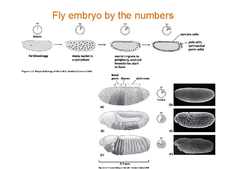 Fly embryo by the numbers 