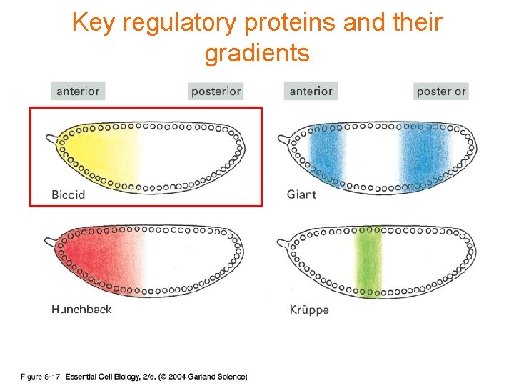 Key regulatory proteins and their 08_017. jpg gradients 