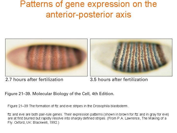 Patterns of gene expression on the anterior-posterior axis Figure 21– 39 The formation of