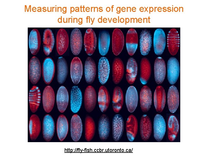 Measuring patterns of gene expression during fly development http: //fly-fish. ccbr. utoronto. ca/ 