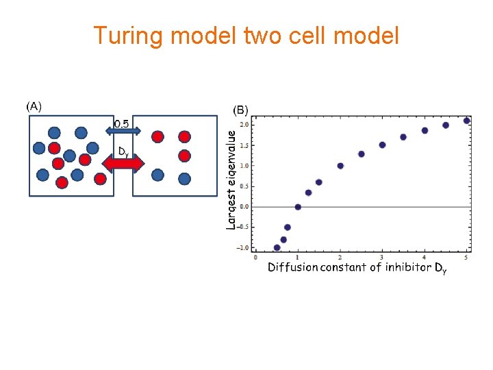 Turing model two cell model 
