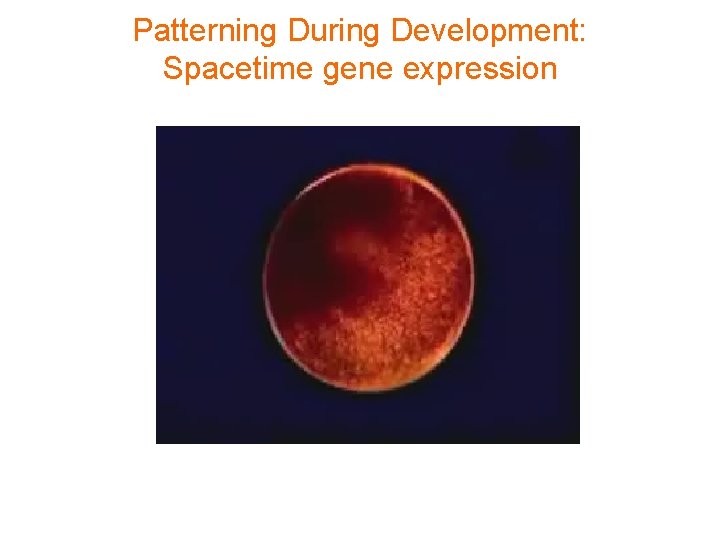Patterning During Development: Spacetime gene expression 