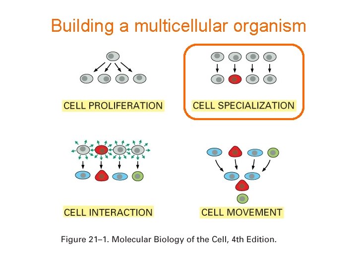 Building a multicellular organism 