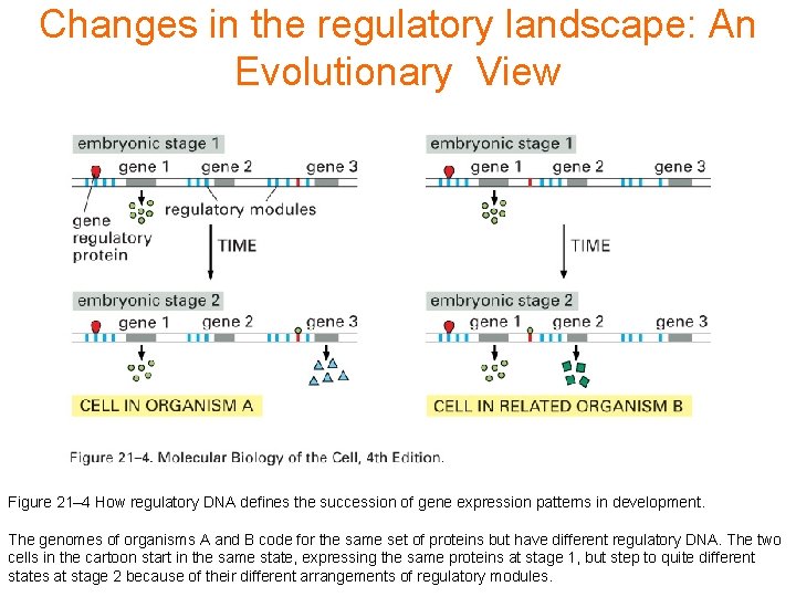 Changes in the regulatory landscape: An Evolutionary View Figure 21– 4 How regulatory DNA