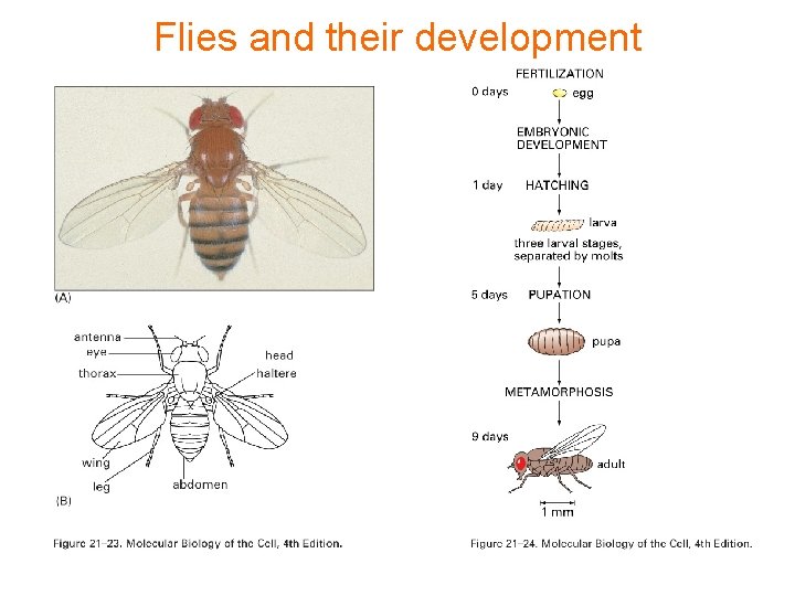 Flies and their development 