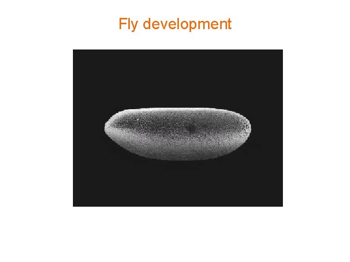 Fly development 
