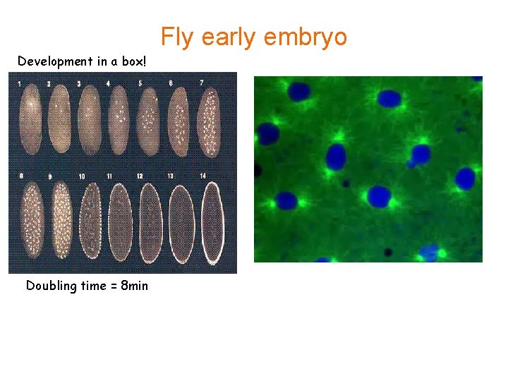 Fly early embryo Development in a box! Doubling time = 8 min 
