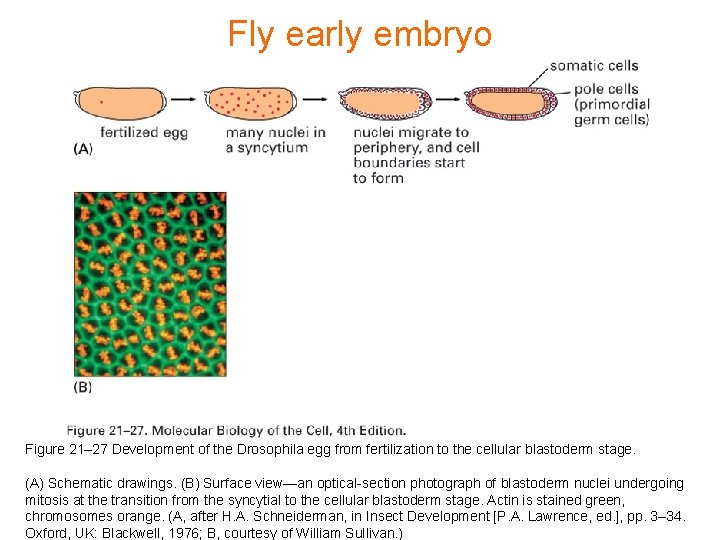 Fly early embryo Figure 21– 27 Development of the Drosophila egg from fertilization to