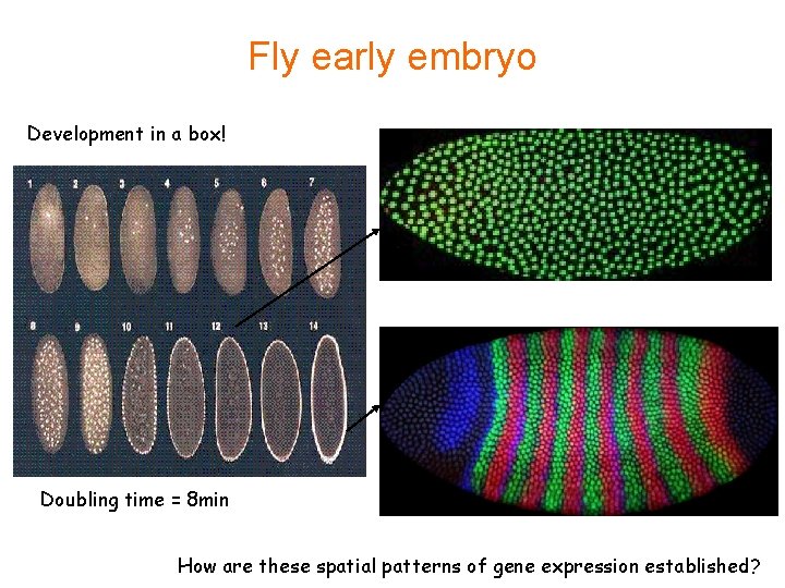 Fly early embryo Development in a box! Doubling time = 8 min How are