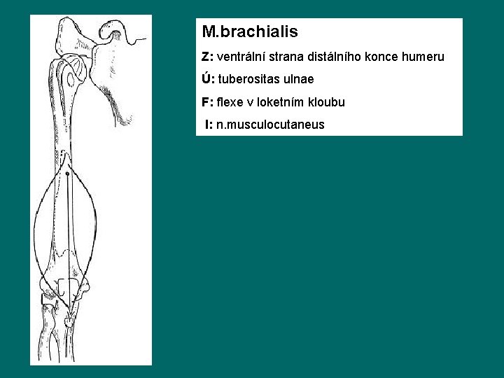 M. brachialis Z: ventrální strana distálního konce humeru Ú: tuberositas ulnae F: flexe v