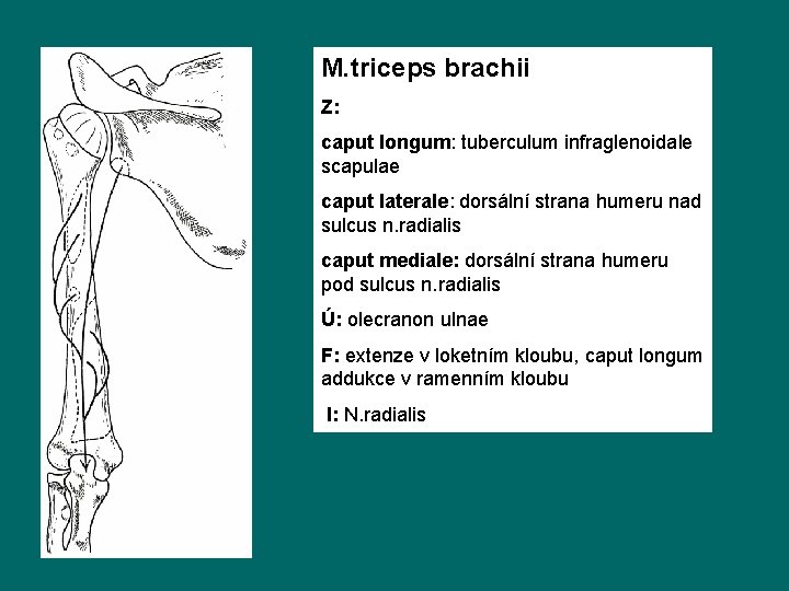 M. triceps brachii Z: caput longum: tuberculum infraglenoidale scapulae caput laterale: dorsální strana humeru