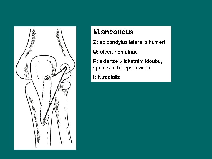 M. anconeus Z: epicondylus lateralis humeri Ú: olecranon ulnae F: extenze v loketním kloubu,