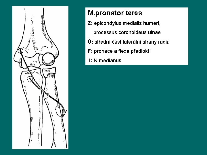 M. pronator teres Z: epicondylus medialis humeri, processus coronoideus ulnae Ú: střední část laterální