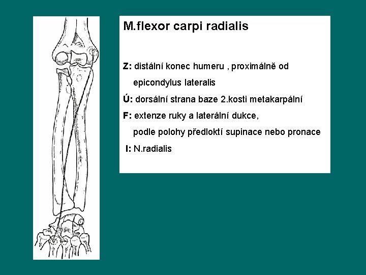 M. flexor carpi radialis Z: distální konec humeru , proximálně od epicondylus lateralis Ú: